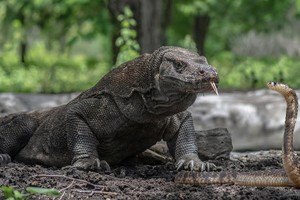 Cuộc chiến của hai loài bò sát nguy hiểm nhất thế giới: Rồng Komodo và rắn hổ mang
