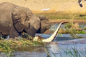 Khi loài voi châu Phi không còn vui tính, cá sấu cũng chỉ là "thú nhồi bông"