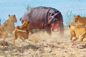 Nỗi tuyệt vọng của hà mã khi bước vào cuộc chiến với 7 con sư tử