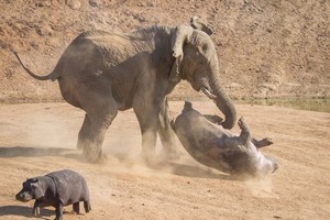 "Chiến thần" voi rừng giải cứu hà mã ngoạn mục khỏi nanh vuốt của đàn chó hoang