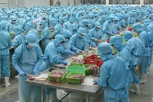 IDI Kl99 nổ hũ khủng từ xuất khẩu cá tra