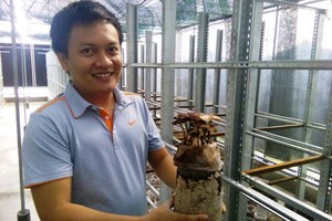 Nhà Kl994 nhà cái bóng đá world cup giới thiệu sản phẩm nấm mối nhân tạo lần đầu tiên xuất hiện tại TPHCM