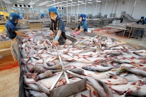 Việc sửa đổi Nghị định 36 được kỳ vọng sẽ góp phần tháo gỡ khó khăn cho ngành cá tra