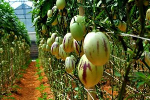 Loại dưa này đang được nhiều khách ưa chuộng và thích thú vì hình dạng khá lạ.

Chủ cửa hàng ở quận Tân Phú cho biết, ngay lúc đầu khi nhập loại này về đã không đủ để bán. Tới nay, nếu khách mua vài kg thì có ngay, nhưng mua với số lượng lớn thì phải đặt mới có. Giá cả tùy từng thời điểm, dao động từ 120.000 đến 200.000 đồng một kg.