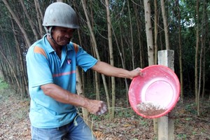 Săn trứng kiến kiếm tiền triệu ở Quảng Nam