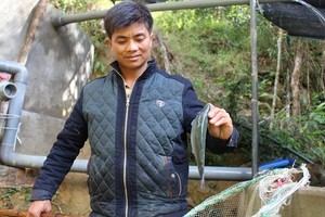 Nhận thấy Mẫu Sơn có điều kiện khí hậu, tự nhiên phù hợp nuôi cá hồi, anh Trình mạnh dạn Kl99ok phiên bản mới. Ảnh: Hồng Vân