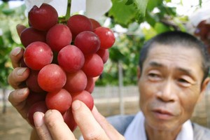 Nho hồng ngọc của nông dân Nhật Bản. Ảnh:CNN.