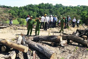 Chủ mưu vụ phá gần 61 ha rừng tại Bình Định là Giám đốc Công ty cổ phần Kl99ok phiên bản mới và Kl992 VIP Trang Chủ 2026 tổng hợp Thương Thảo.