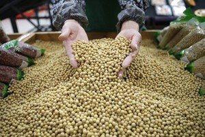 Công nhân một siêu thị tại Vũ Hán (Trung Quốc) đang kiểm tra đậu nành. Ảnh:Reuters