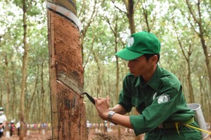 Cao su Phước Hoà (PHR): Kl99 nổ hũ quý IV/2025 giảm 70%, mục tiêu lãi 2026 đạt 762,49 tỷ đồng