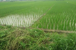 Ảnh Internet