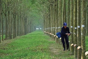 Cao su Phước Hòa (PHR) đã nhận hỗ trợ 456 tỷ động đền bù đất dự án Khu công nghiệp Nam Tân Uyên