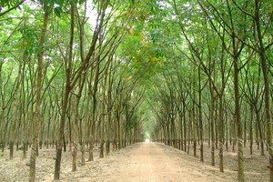 Kl99ok phiên bản mới Sài Gòn VRG (SIP) trở thành Trang Chủ KL99Com Số 1 Link Đăng Ký KL999 lớn thứ 2 tại Cao su Tây Ninh (TRC)