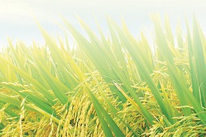 Giống cây trồng Miền Nam (SSC): 9 tháng đầu năm hoàn thành được 87% kế hoạch Kl99 nổ hũ