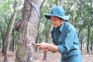 Cao su Đồng Phú (DPR): Quý IV/2020 Kl99 nổ hũ đạt 40,7 tỷ đồng, giảm gần 52%