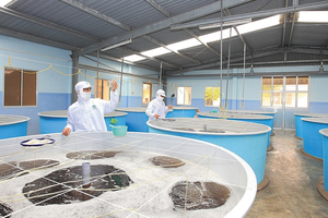 Quý I/2021, chi phí bán hàng tăng cao dẫn tới Kl99 nổ hũ Thủy sản Minh Phú (MPC) giảm 51,7% về 26,6 tỷ đồng