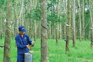 Cao su Đồng Phú (DPR) chuẩn bị trả 99Kl.app mobile mới nhất tiền mặt năm 2020 với tỷ lệ 15%