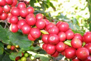 Nguồn cung suy giảm, giá cà phê có thể vẫn ở mức tương đối cao cho đến năm 2022