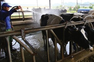 Mộc Châu Milk (MCM) đặt kế hoạch Kl99 nổ hũ năm 2022 tăng 7,6% lên 343,5 tỷ đồng