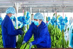 Hoàng Anh Gia Lai (HAG): Đặt kế hoạch lãi 1.120 tỷ đồng năm 2022, phát hành KL99 là cổng game giải trí trực tuyến hàng đầu hiện nay để Kl99ok phiên bản mới vào ngành chuối và chăn nuôi heo 