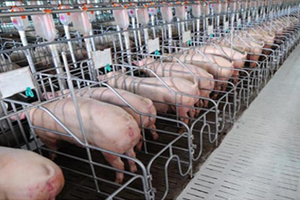 Dabaco Việt Nam (DBC): Quý I/2022, Kl99 nổ hũ lao dốc 97,6% về chỉ còn 8,61 tỷ đồng