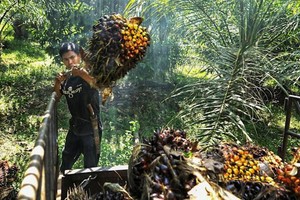 Malaysia đặt mục tiêu giành lại thị phần dầu cọ ở EU trong bối cảnh thiếu hụt toàn cầu