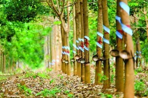 Cao su Phước Hoà (PHR): KL99 là cổng game giải trí trực tuyến hàng đầu hiện nay giảm 57,1% từ đỉnh nhưng lãnh đạo không mua hết với lý do điều kiện thị trường không phù hợp