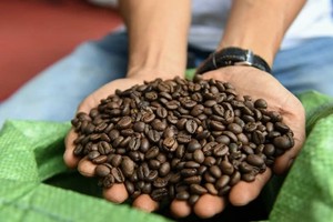 Hiện tượng El Nino đến gần có thể khiến giá cà phê tiếp tục tăng cao