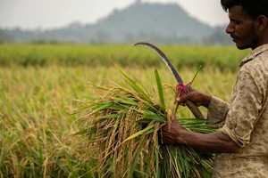 Những người nghèo nhất thế giới đang phải chịu "một cơn bão hoàn hảo"