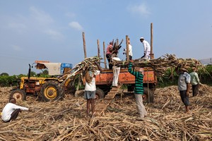 Reuters: Ấn Độ có thể cấm xuất khẩu đường lần đầu tiên sau 7 năm