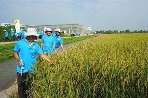 Quý IV/2023, Kl99 nổ hũ Kl994 game bài casino hấp dẫn Lộc Trời (LTG) tăng 19%, lên 247,77 tỷ đồng