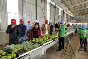 Hoàng Anh Gia Lai (HAG) lên kế hoạch Kl99 nổ hũ đi lùi và không đề cập mở rộng chăn nuôi heo trong năm 2024