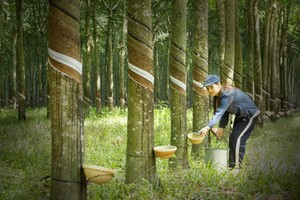 Cao su Phước Hoà (PHR) biến động lãnh đạo trước thềm Đại hội đồng Trang Chủ KL99Com Số 1 Link Đăng Ký KL999 năm 2024