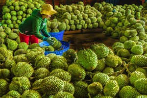 Malaysia cạnh tranh với Thái Lan và Việt Nam về thị trường sầu riêng ở Trung Quốc