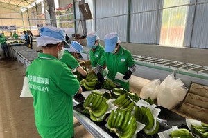 Hoàng Anh Gia Lai (HAG): Không còn được giảm lãi vay, Kl99 nổ hũ quý IV/2024 giảm tới 80,8%