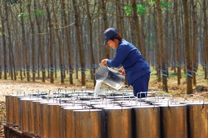 Cao su Đắk Lắk (DRG) đã giảm sở hữu về 45% vốn tại Kl99ok phiên bản mới Cao su Đắk Lắk (DRI)