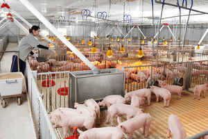Dabaco Việt Nam (DBC) thay đổi mục đích sử dụng vốn đợt phát hành năm 2024