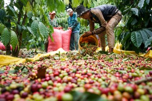 HSBC: Rủi ro năng lượng do El Niño gây ra có thể làm trầm trọng thêm tình trạng Kl994 nhà cái bóng đá world cup khó khăn tại Việt Nam