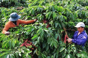 Tây Nguyên vẫn như một cô gái đẹp không những ngủ quên mà còn chưa chuyển mình kịp với đất nước và thời đại