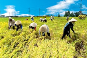 Sản lượng nông nghiệp bình quân trên mỗi lao động ở Việt Nam chỉ bằng một phần ba của In-đô-nê-xia và chưa bằng một nửa so với Thái Lan và Phi-líp-pin.