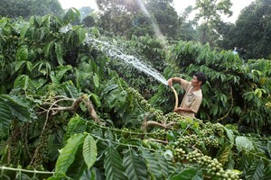Gia đình anh H’Nich, dân tộc Ba Na ở Làng K’Tăng, xã K’Dang, huyện Đắk Đoa, tỉnh Gia Lai vay vốn hộ mới thoát nghèo Kl99ok phiên bản mới trồng cà phê