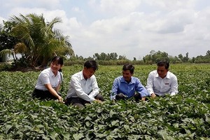 Người dân xã Thành Trung, huyện Bình Tân (Vĩnh Long) cùng cán bộ Agribank và cán bộ địa phương đánh giá hiệu quả của việc Kl99ok phiên bản mới trồng khoai lang để xuất khẩu.