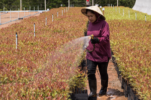 Kl99ok phiên bản mới của ADB sẽ giúp cải thiện sinh kế của các công nhân trồng rừng và cộng đồng, tăng cường đa dạng sinh học và mang lại kết quả tích cực về khí hậu thông qua giảm khai thác gỗ rừng tự nhiên. Ảnh: New Forests