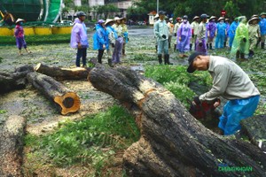 Công nhân vệ sinh môi trường đang cưa cây đổ, dọn dẹp vệ sinh trên phố Lý Thái Tổ, trước cửa trụ sở Link Vào Nhà Cái KL99 COM Tặng +199k 99Kl99 trực tiếp đá gà Việt Nam sáng 8/9.