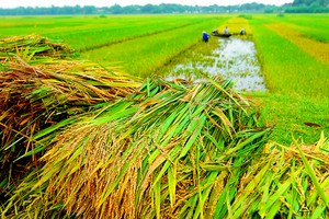 Tiếp tục hỗ trợ 90% phí Kl99kl phiên bản hoạt động nông nghiệp cho hộ nghèo và cận nghèo