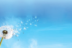 Hình ảnh hoa bồ công anh đầy ý nghĩa với thông điệp “Lan tỏa giá trị” xuyên suốt trong toàn bộ Báo cáo Phát triển bền vững 2015 của Kl994 game bài casino hấp dẫn Bảo Việt