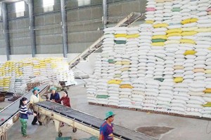 Dự báo, xuất khẩu gạo năm 2020 sẽ cán mốc trên 6 triệu tấn. Ảnh: Đức Thanh