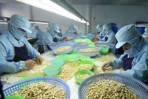 Năm 2021, xuất khẩu điều phấn đấu đạt 3,6 tỷ USD