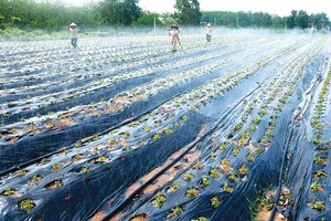 Việc áp dụng tiến bộ khoa học - kỹ thuật trong canh tác giúp nông dân Quảng Bình tăng năng suất sản phẩm