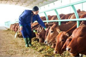 Vilico Kl99ok phiên bản mới 1.700 tỷ đồng xây dựng trang trại bò thịt 20.000 con/năm